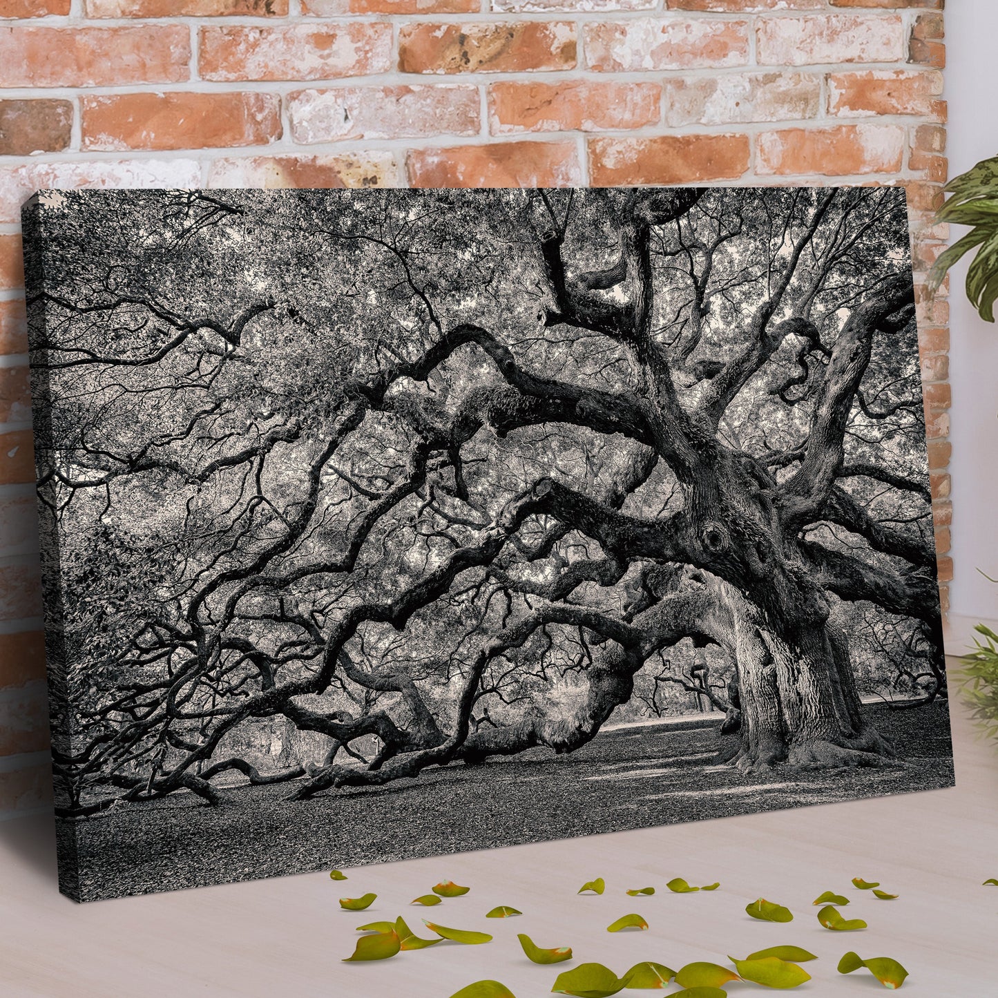 Ancient Branches – Monochrome Oak Canvas Art